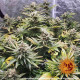 Семена конопли Laughing Buddha Strain fem. Barney`s Farm