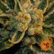 Семена конопли Laughing Buddha Strain fem. Barney`s Farm