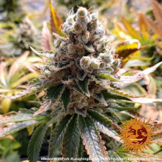 Laughing Buddha Strain feminised (Barney`s Farm)