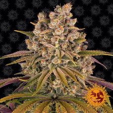 Lemon Tree Strain feminised (Barney`s Farm)