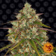 Насіння коноплі Liberty Haze Strain fem. Barney`s Farm