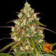 Насіння коноплі Liberty Haze Strain fem. Barney`s Farm