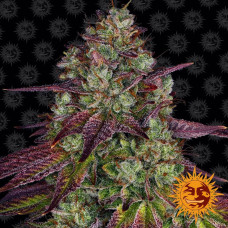 Mimosa Evo Strain feminised (Barney`s Farm)