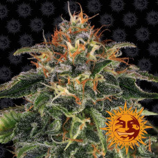 Moby Dick Strain feminised (Barney`s Farm)