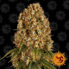 Orange Sherbert Strain feminised (Barney`s Farm)