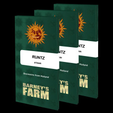 Runtz Strain feminised (Barney`s Farm)