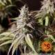 Насіння коноплі Peyote Cookies Strain fem. Barney`s Farm