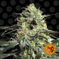 Peyote Cookies Strain feminised (Barney`s Farm)