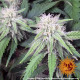 Семена конопли Peyote Critical Strain fem. Barney`s Farm