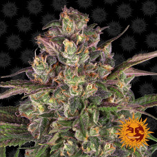 Peyote Critical Strain feminised (Barney`s Farm)