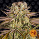 Семена конопли Pineapple Express Strain fem. Barney`s Farm