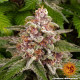 Насіння коноплі Pink Kush Strain fem. Barney`s Farm