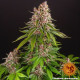 Насіння коноплі Pink Kush Strain fem. Barney`s Farm