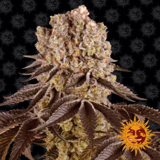 Purple Punch Strain feminised (Barney`s Farm)