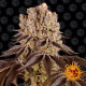 Насіння коноплі Purple Punch Strain fem. Barney`s Farm