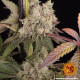 Насіння коноплі Runtz Muffin Strain fem. Barney`s Farm