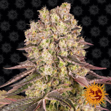 Runtz Muffin Strain feminised (Barney`s Farm)