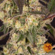 Насіння коноплі Runtz Muffin Strain fem. Barney`s Farm