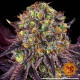 Семена конопли Runtz X Layer Cake Strain fem. Barney`s Farm