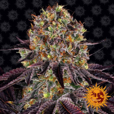 Runtz X Layer Cake Strain feminised (Barney`s Farm)