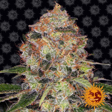 Shiskaberry Strain feminised (Barney`s Farm)