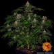 Семена конопли Shiskaberry Strain fem. Barney`s Farm