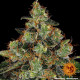 Семена конопли Shiskaberry Strain fem. Barney`s Farm