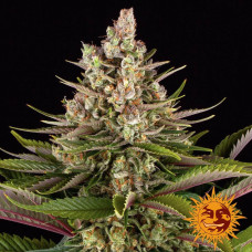 Sour Strawberry Strain feminised (Barney`s Farm)