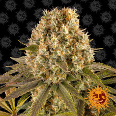 Strawberry Lemonade Strain feminised (Barney`s Farm)