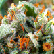Семена конопли Tangerine Dream Strain fem. Barney`s Farm