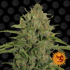 Triple Cheese Strain feminised (Barney`s Farm)