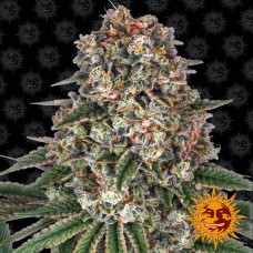 Tropicanna Banana Strain feminised (Barney`s Farm)