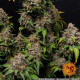 Насіння коноплі White Widow XXL Strain fem. Barney`s Farm