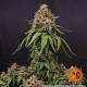 Насіння коноплі White Widow XXL Strain fem. Barney`s Farm