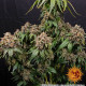 Насіння коноплі White Widow XXL Strain fem. Barney`s Farm