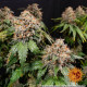 Насіння коноплі White Widow XXL Strain fem. Barney`s Farm