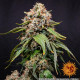 Насіння коноплі White Widow XXL Strain fem. Barney`s Farm