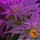 Семена конопли Caramel Strain CBD reg. Barney`s Farm