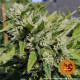 Семена конопли Critical Kush Strain reg. Barney`s Farm