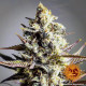 Семена конопли Critical Kush Strain reg. Barney`s Farm