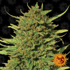 Critical Kush Strain regular (Barney`s Farm)