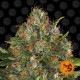 Семена конопли G13 Haze Strain reg. Barney`s Farm