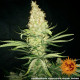 Семена конопли G13 Haze Strain reg. Barney`s Farm
