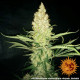 Семена конопли G13 Haze Strain reg. Barney`s Farm