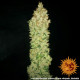 Семена конопли G13 Haze Strain reg. Barney`s Farm