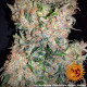 Семена конопли G13 Haze Strain reg. Barney`s Farm