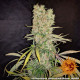 Семена конопли G13 Haze Strain reg. Barney`s Farm