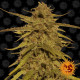 Семена конопли Pineapple Haze Strain reg. Barney`s Farm