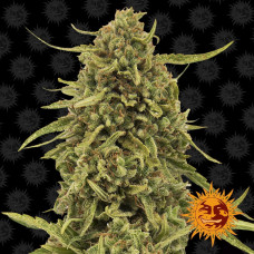 Widow Remedy Strain regular (Barney`s Farm)