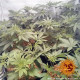 Семена конопли Widow Remedy Strain reg. Barney`s Farm